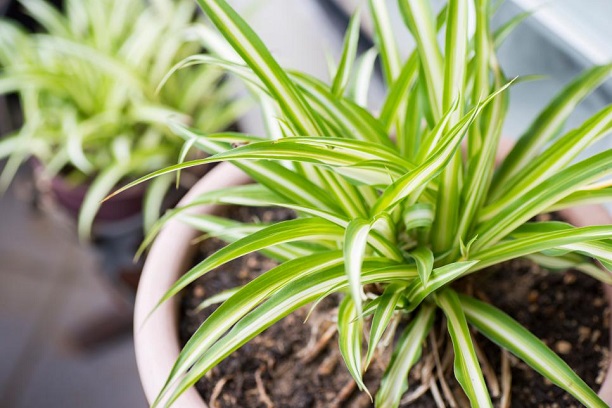 Home Owner Tips Plants Air Quality